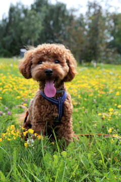 Toy poodle portrait in a flower meadow