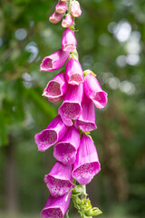 Beautiful pink foxglove flowers blooming on a tall stem, with detailed bell-shaped blossoms and a soft green bokeh background in a natural woodland setting © Mihail
