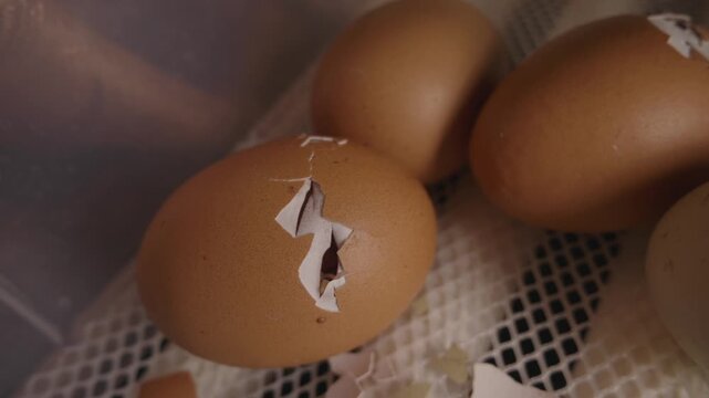 Close-up of a brown chicken egg cracking open inside an incubator, showing the beginning of the hatching process and the emergence of new life from the shell on a poultry farm