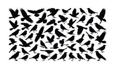 Fototapeta premium Large flock of black birds in flight against a white background illustration