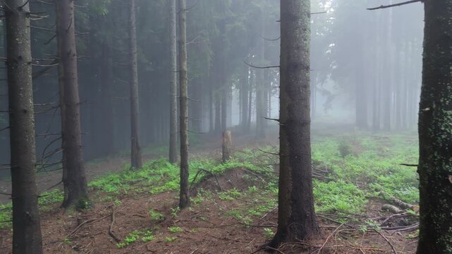 Camera Moving Forward Through Misty Spruce Forest with Tall Trees and Fog