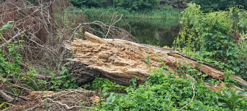 Broken Tree Trunk and Branches Near River