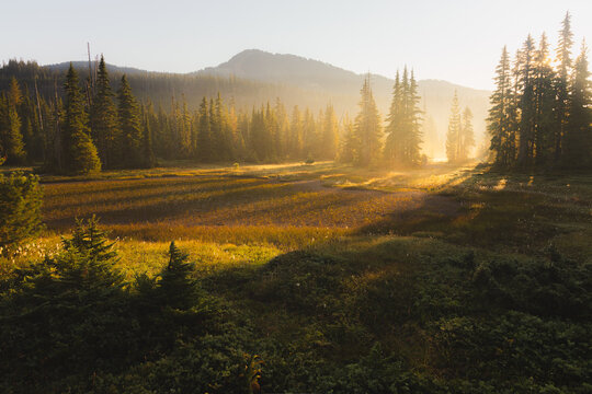 Golden morning light streams across the misty alpine meadows and conifer forest of Paradise Meadows on the Forbidden Plateau in Strathcona Provincial Park, Vancouver Island, British Columbia, Canada.