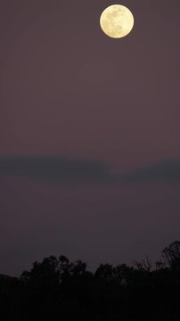 Vertical timelapse showing a large full moon moving up across a dim twilight sky over Taipei city as thin blue clouds rush past. Dark silhouetted trees are visible at the bottom of the frame.
