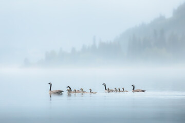 Fototapeta premium A family or gaggle of Canadian geese (Branta canadensis) with goslings paddle along a misty Kootenay Lake during a moody evening in Nelson, BC, Canada.