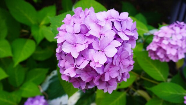  Close-up of a purple hydrangea bloom. Round cluster of pink petals on green leaf background. Flowering garden shrub.