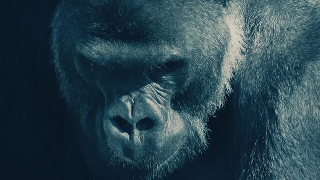 Big Silverback Gorilla Eating Plants