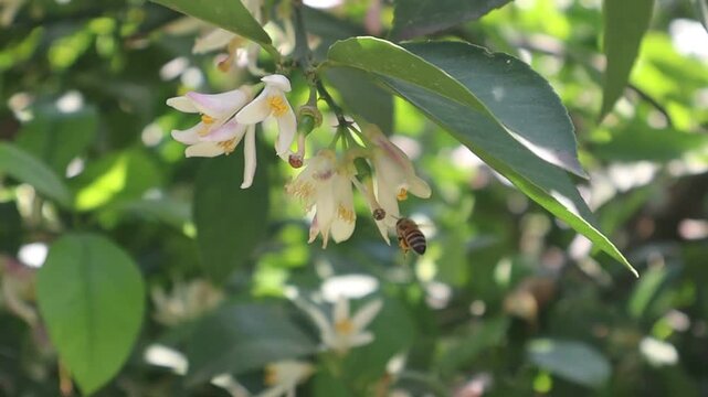 Bee Pollinating Fragrant Orange Blossoms on a Citrus Tree in Spring