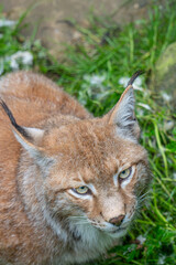 Close-up portrait of a Eurasian lynx in green vegetation, showing its distinctive black ear tufts, golden eyes, reddish brown fur, white cheeks and detailed facial features © Mihail