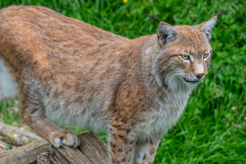 Eurasian lynx standing on a fallen log in a green forest, with distinctive black ear tufts, spotted reddish brown fur, pale eyes and a focused expression © Mihail