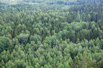 Aerial view of dense green boreal mixed forest in summer. Perfect for themes of nature, ecology, forestry, environment, and wilderness © Alexander