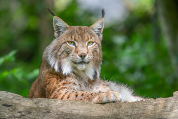 Portrait of a Eurasian lynx resting on a log in a green forest, showing its distinctive tufted ears, facial markings, golden eyes and thick reddish brown fur © Mihail