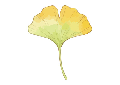 Fresh and Vibrant Ginkgo Leaf Illustration with Appetizing Glossy Texture／シズル感のある鮮やかないちょうのイラスト