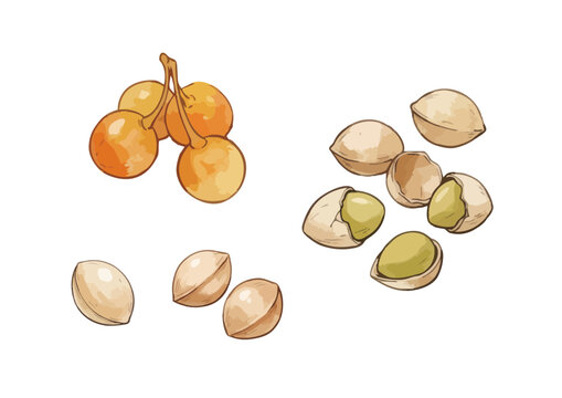Appetizing and Fresh Ginkgo Nut Illustration with Juicy Texture／シズル感のあるみずみずしい銀杏のイラスト
