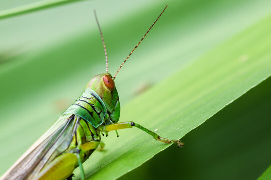 Green grasshopper macro on leaf with long antenna and transparent wing, showing detailed insect anatomy against blurred natural background