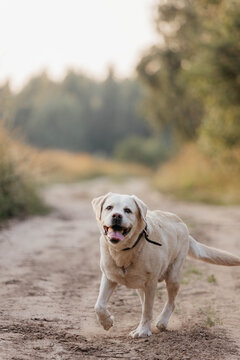 A beige Labrador dog is walking outside. A Labrador in summer in the countryside.