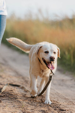 A beige Labrador dog is walking outside. A Labrador in summer in the countryside.