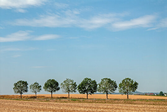 Stra&szlig;enb&auml;ume in einer ausgetrockneten Landschaft