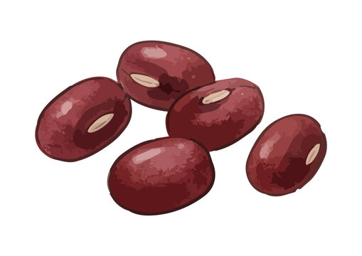 Fresh and Appetizing Azuki Red Bean Illustration with Glossy Texture／シズル感のあるみずみずしい小豆のイラスト