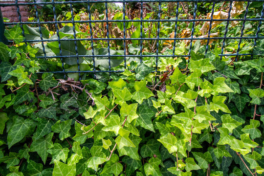 Gartenzaun mit herauswachsendem Efeu