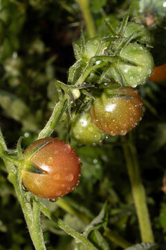 Close up of tomatoes homegrown growing on a vine on plant in the garden
