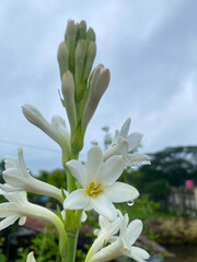 Fototapeta premium White tuberose flower in full bloom with water droplet on fresh petals tuberose botanical