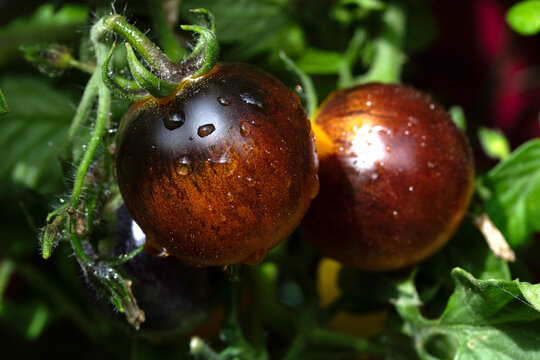 Close up of tomatoes homegrown growing on a vine on plant in the garden