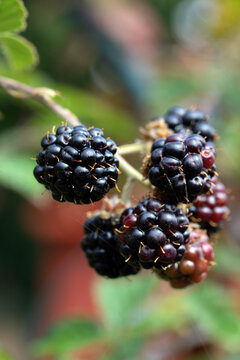 Close up for black ripe blackberries on the stem growing