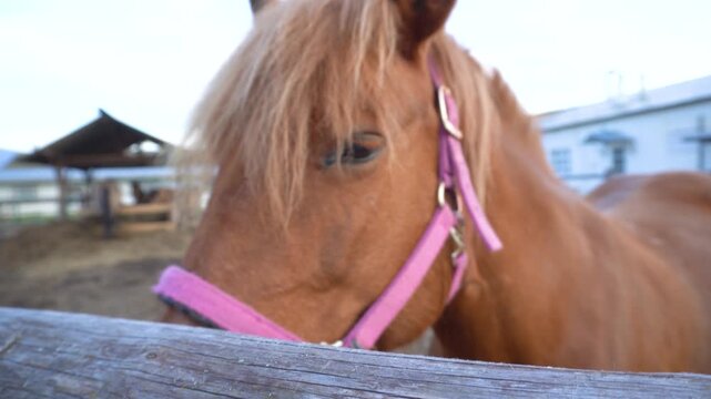 There is a brown horse in the farmyard. An outdoor pet. The concept of animal husbandry and agriculture.