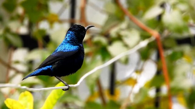 Small bird vocalizes while perched on a branch against blurred foliage