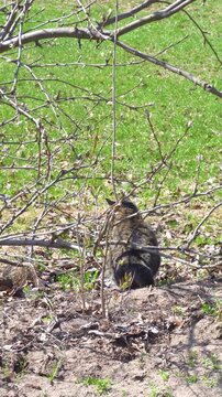 The cat is hunting in the bushes. A domestic cat hides in dense vegetation, watching its prey on the street.