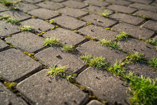 View of stone paving blocks with grass and moss growing in the gaps in Riga, Latvia.