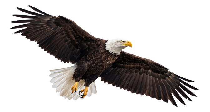 Bald Eagle in Flight Wings Spread Isolated PNG Transparent Background Soaring American Bird of Prey Flying Wildlife Studio Cutout