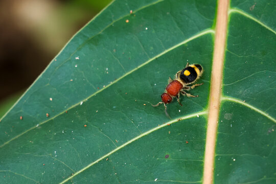 Red velvet mite on green leaf with yellow markings, macro nature scene showing detailed insect texture, delicate veins, and natural forest habitat