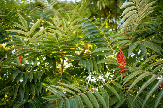 View of staghorn sumac leaves and red fruit clusters in Riga, Latvia.