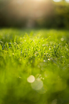 View of lush green grass blades illuminated by warm sunlight with soft bokeh in a park in Riga, Latvia.