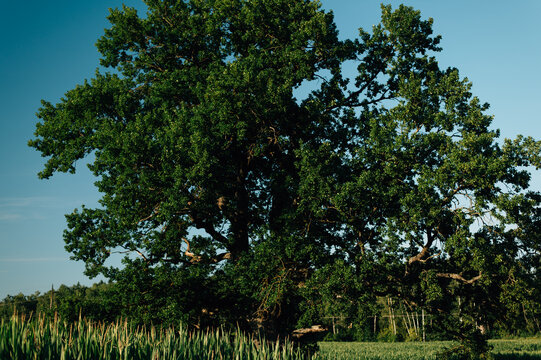 A large oak tree in a field