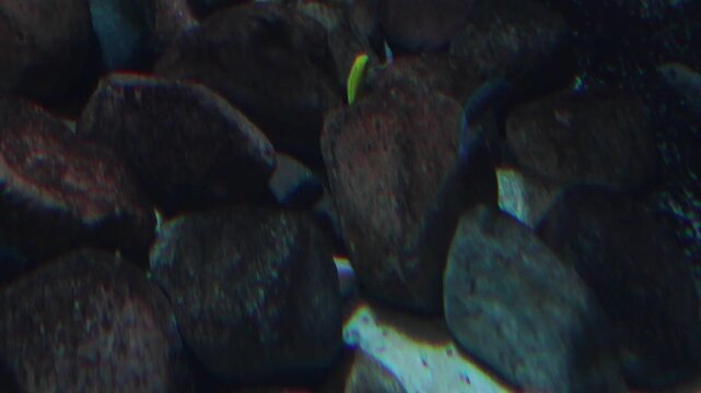 Colorful fish swim gracefully among rocks in an aquarium, showcasing vibrant patterns and movements in a serene underwater environment