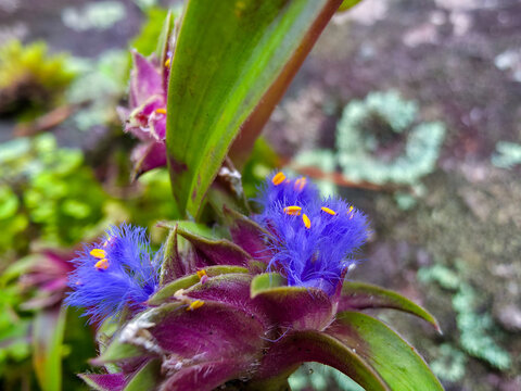 Violet flower tropical plant green leaf purple blossom orange pollen, showing vivid texture in natural garden setting with moss and blurred foliage