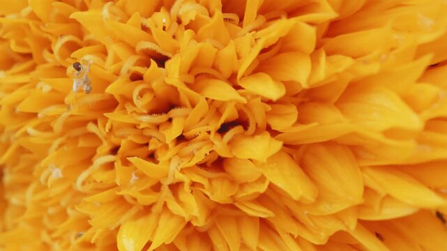 Yellow fluffy dwarf sunflower Teddy Bear sunflower Helianthus annuus close up stock footage