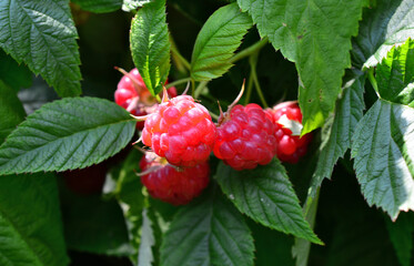 Raspberries Growing on a Bush with Green Leaves, close up, front view © Irina