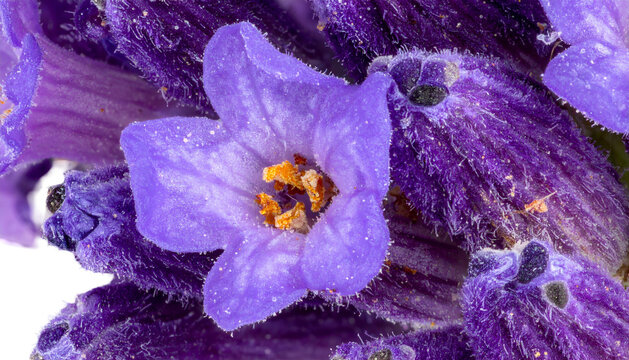 Macro shot of a single, vibrant, purple flower with delicate petals and golden stamen, surrounded by textured foliage