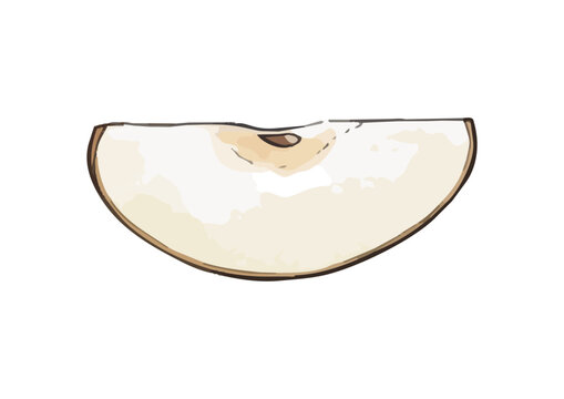 Fresh and Juicy Japanese Pear Illustration with Appetizing Texture／みずみずしくシズル感のある和梨のイラスト