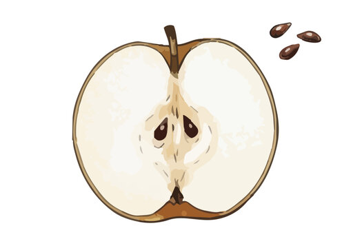 Fresh and Juicy Japanese Pear Illustration with Appetizing Texture／みずみずしくシズル感のある和梨のイラスト