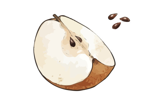 Fresh and Juicy Japanese Pear Illustration with Appetizing Texture／みずみずしくシズル感のある和梨のイラスト