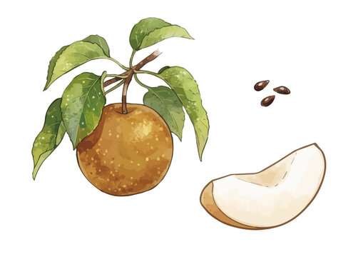 Fresh and Juicy Japanese Pear Illustration with Appetizing Texture／みずみずしくシズル感のある和梨のイラスト