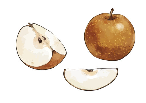 Fresh and Juicy Japanese Pear Illustration with Appetizing Texture／みずみずしくシズル感のある和梨のイラスト