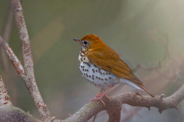 Fototapeta premium Wood Thrush, Hylocichla mustelina, perched in a tree