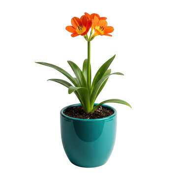 Orange clivia flower in a teal pot isolated on transparent background