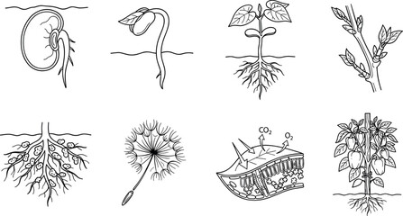 Fototapeta premium Line drawings of plant growth stages including germination, photosynthesis, and fruiting